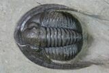 Cornuproetus Trilobite Fossil - Hamar Laghdad, Morocco #169666-2